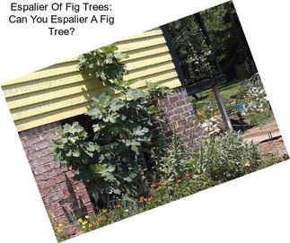 Espalier Of Fig Trees: Can You Espalier A Fig Tree?