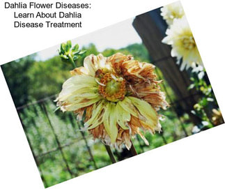 Dahlia Flower Diseases: Learn About Dahlia Disease Treatment