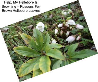 Help, My Hellebore Is Browning – Reasons For Brown Hellebore Leaves
