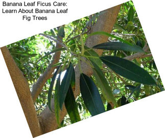 Banana Leaf Ficus Care: Learn About Banana Leaf Fig Trees