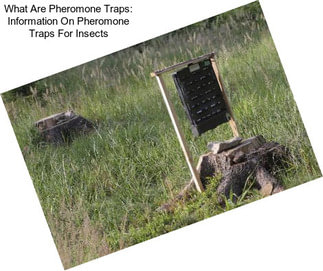 What Are Pheromone Traps: Information On Pheromone Traps For Insects