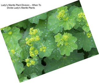 Lady\'s Mantle Plant Division – When To Divide Lady\'s Mantle Plants