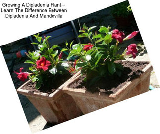 Growing A Dipladenia Plant – Learn The Difference Between Dipladenia And Mandevilla