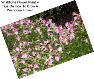 Wishbone Flower Plant – Tips On How To Grow A Wishbone Flower