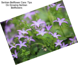 Serbian Bellflower Care: Tips On Growing Serbian Bellflowers