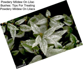 Powdery Mildew On Lilac Bushes: Tips For Treating Powdery Mildew On Lilacs