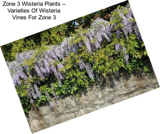 Zone 3 Wisteria Plants – Varieties Of Wisteria Vines For Zone 3