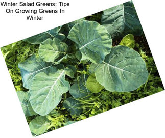 Winter Salad Greens: Tips On Growing Greens In Winter