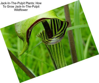 Jack-In-The-Pulpit Plants: How To Grow Jack-In-The-Pulpit Wildflower