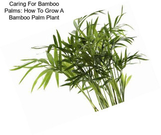 Caring For Bamboo Palms: How To Grow A Bamboo Palm Plant