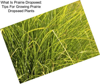 What Is Prairie Dropseed: Tips For Growing Prairie Dropseed Plants