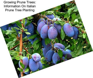 Growing Prune Trees: Information On Italian Prune Tree Planting