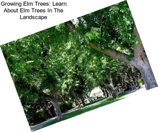 Growing Elm Trees: Learn About Elm Trees In The Landscape