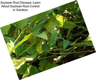 Soybean Rust Disease: Learn About Soybean Rust Control In Gardens