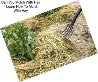 Can You Mulch With Hay – Learn How To Mulch With Hay