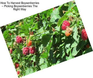 How To Harvest Boysenberries – Picking Boysenberries The Right Way