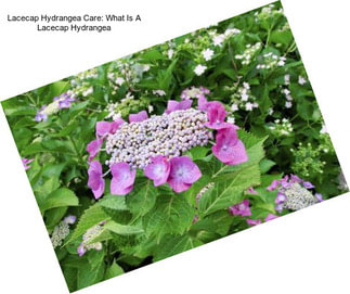 Lacecap Hydrangea Care: What Is A Lacecap Hydrangea
