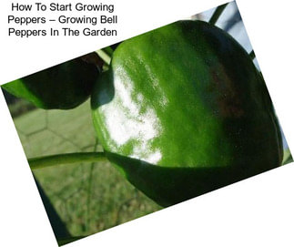 How To Start Growing Peppers – Growing Bell Peppers In The Garden