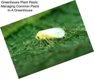 Greenhouse Plant Pests: Managing Common Pests In A Greenhouse