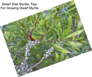 Dwarf Wax Myrtle: Tips For Growing Dwarf Myrtle