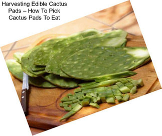 Harvesting Edible Cactus Pads – How To Pick Cactus Pads To Eat