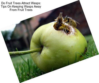 Do Fruit Trees Attract Wasps: Tips On Keeping Wasps Away From Fruit Trees