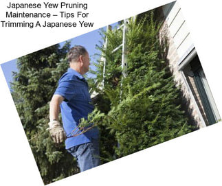 Japanese Yew Pruning Maintenance – Tips For Trimming A Japanese Yew