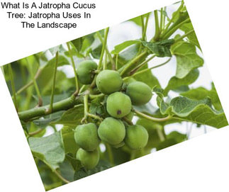 What Is A Jatropha Cucus Tree: Jatropha Uses In The Landscape