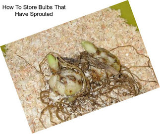 How To Store Bulbs That Have Sprouted