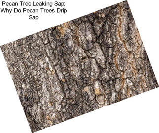 Pecan Tree Leaking Sap: Why Do Pecan Trees Drip Sap