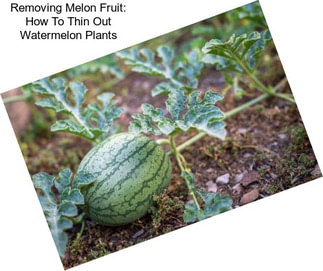 Removing Melon Fruit: How To Thin Out Watermelon Plants