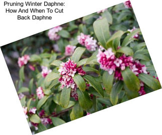 Pruning Winter Daphne: How And When To Cut Back Daphne