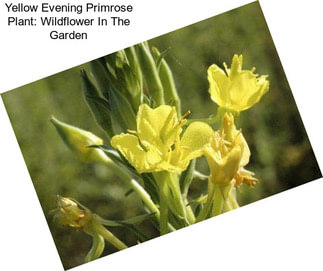 Yellow Evening Primrose Plant: Wildflower In The Garden