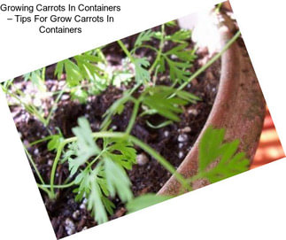 Growing Carrots In Containers – Tips For Grow Carrots In Containers