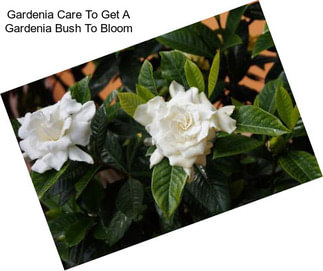 Gardenia Care To Get A Gardenia Bush To Bloom