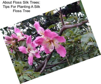 About Floss Silk Trees: Tips For Planting A Silk Floss Tree