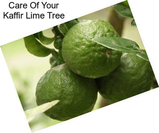 Care Of Your Kaffir Lime Tree