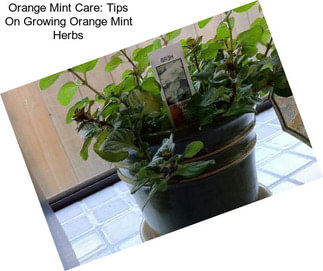 Orange Mint Care: Tips On Growing Orange Mint Herbs