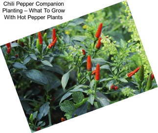 Chili Pepper Companion Planting – What To Grow With Hot Pepper Plants