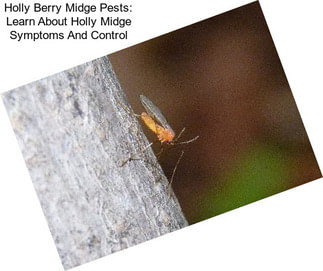 Holly Berry Midge Pests: Learn About Holly Midge Symptoms And Control