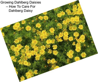 Growing Dahlberg Daisies – How To Care For Dahlberg Daisy