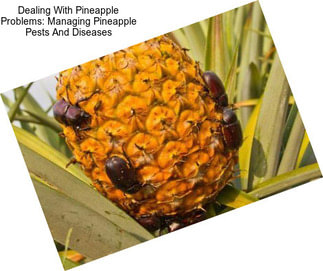 Dealing With Pineapple Problems: Managing Pineapple Pests And Diseases