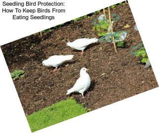 Seedling Bird Protection: How To Keep Birds From Eating Seedlings