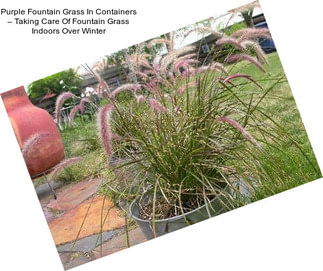 Purple Fountain Grass In Containers – Taking Care Of Fountain Grass Indoors Over Winter