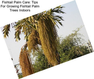 Fishtail Palm Care: Tips For Growing Fishtail Palm Trees Indoors