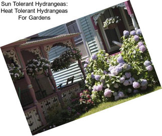 Sun Tolerant Hydrangeas: Heat Tolerant Hydrangeas For Gardens