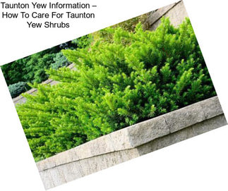 Taunton Yew Information – How To Care For Taunton Yew Shrubs