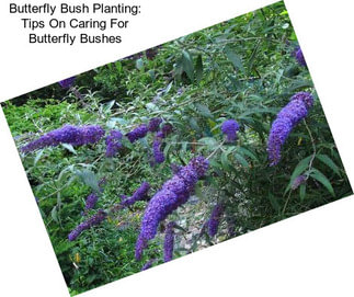 Butterfly Bush Planting: Tips On Caring For Butterfly Bushes