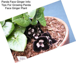 Panda Face Ginger Info: Tips For Growing Panda Face Ginger Plant