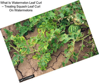 What Is Watermelon Leaf Curl – Treating Squash Leaf Curl On Watermelons